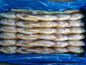 山东小黄鱼 从海洋到餐桌的美味之旅与市场指南