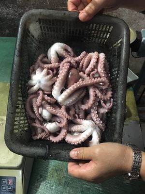 巨匠日本料理 从水产品冷冻加工到餐桌的匠心之旅