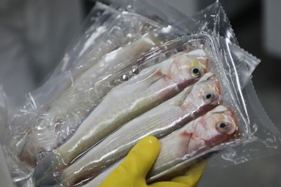 格力地产 把握消费升级与“大循环”战略下的水产品冷冻加工机遇