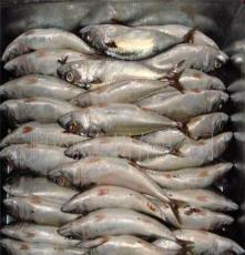 云鹏控股集团 水产品冷冻加工领域的专业力量