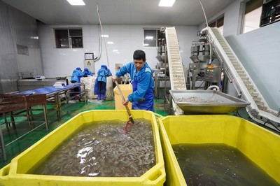 河北滦南 水产品冷冻加工忙，冷冻对虾产业蓬勃发展